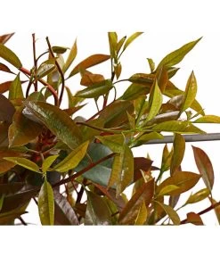 Purpur-Glanzmispel 'Red Robin', Ca. 150-160 Cm -Outdoor Living Verkauf 7305311 WE DE 001 PhotiniaGlanzmispelRedRobin50LSpalierDehnerExpressHerzig