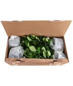 1-1,5 Meter Kirschlorbeer 'Novita', 5 X Ca. 40-50 Cm 7 1-1,5 Meter Kirschlorbeer 'Novita', 5 X Ca. 40-50 Cm -Outdoor Living Verkauf 7363104 PR FS 002 PrunusLauroceraususNovita1MeterDehnerExpressHerzig