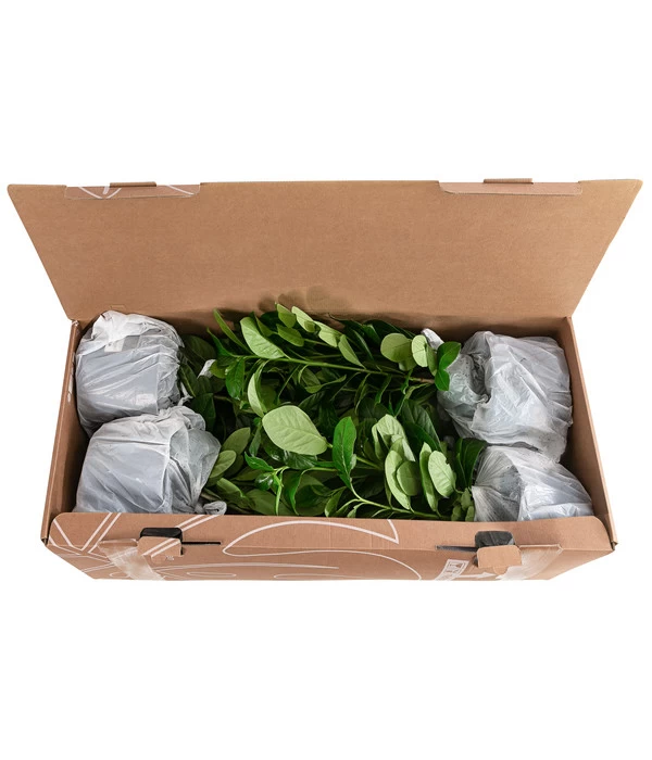 1-1,5 Meter Kirschlorbeer 'Novita', 5 X Ca. 40-50 Cm 5 1-1,5 Meter Kirschlorbeer 'Novita', 5 X Ca. 40-50 Cm – Bild 3