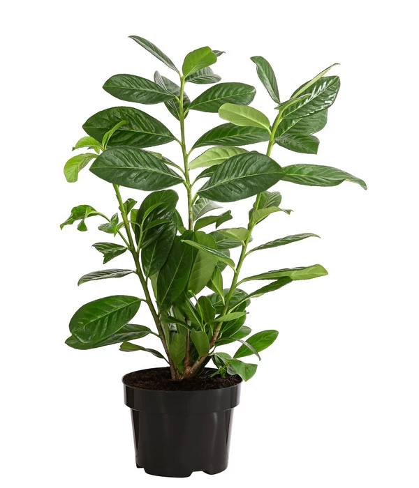 1-1,5 Meter Kirschlorbeer 'Novita', 5 X Ca. 40-50 Cm 4 1-1,5 Meter Kirschlorbeer 'Novita', 5 X Ca. 40-50 Cm – Bild 2