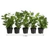 1-1,5 Meter Kirschlorbeer 'Novita', 5 X Ca. 40-50 Cm 1 1-1,5 Meter Kirschlorbeer 'Novita', 5 X Ca. 40-50 Cm -Outdoor Living Verkauf 7363104 WE FS 002 PrunusLauroceraususNovita1Meter