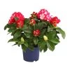 Rhododendron 'Super Mega' -Outdoor Living Verkauf 7406960 PR FS 001 RhododendronMegaDehnerExpressHerzig