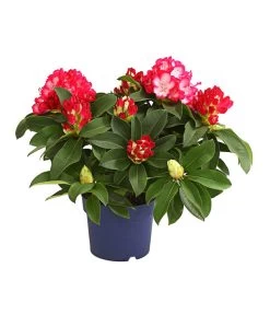 Rhododendron 'Super Mega'