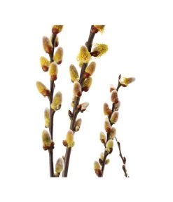 Kätzchen-Weide -Outdoor Living Verkauf 7463276 BildD 001 KaetzchenWeideSalixCapreaMas