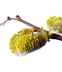 Kätzchen-Weide - Nordische Bäumchen-Weide -Outdoor Living Verkauf 7464571 BildD 001 KaetzchenWeideNordischeBaeumchenWeideSalixArbusculaSt