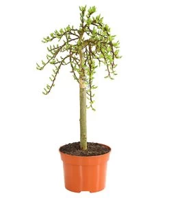 Kätzchen-Weide - Nordische Bäumchen-Weide