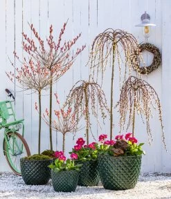 Stängelprimel, Verschiedene Farben -Outdoor Living Verkauf 7464738 8816498 6705461 WE MO 001 KaetzchenweideStaengelprimelTopfElite