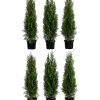 2 Meter Lebensbaum 'Smaragd', 6 X Ca. 80-100 Cm 1 2 Meter Lebensbaum 'Smaragd', 6 X Ca. 80-100 Cm -Outdoor Living Verkauf 7517642 WE FS 001 ThujaSmaragd2m