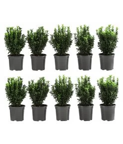 2 Meter Säulen-Spindelstrauch 'Green Rocket', 10 X Ca. 25 Cm