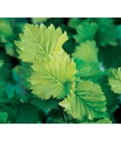 Gold-Ulme 'Wredei' -Outdoor Living Verkauf 7527187 BildD 001 GoldUlmeWredeiUlmusCarpWredei