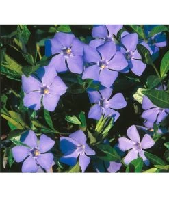 Immergrün -Outdoor Living Verkauf 7539836 BildD 001 ImmergruenVincaMinorBlau