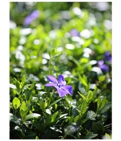 Immergrün -Outdoor Living Verkauf 7539836 PR MO 001 VincaImmergruenBlau9cmDehnerExpressHerzig