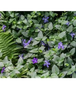 Immergrün -Outdoor Living Verkauf 7539836 PR MO 001 VincaImmergruenBlauPrivatgartenLucknerMai2017