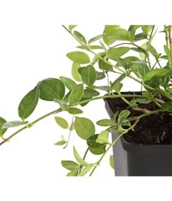 Immergrün -Outdoor Living Verkauf 7539836 WE DE 003 VincaImmergruenMinorBlau9CDehnerExpressHerzig