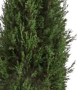 XXL Säulen-Zypresse, Ca. 200-220 Cm -Outdoor Living Verkauf 7550734 WE DE 001 SaeulenZypresseXXL