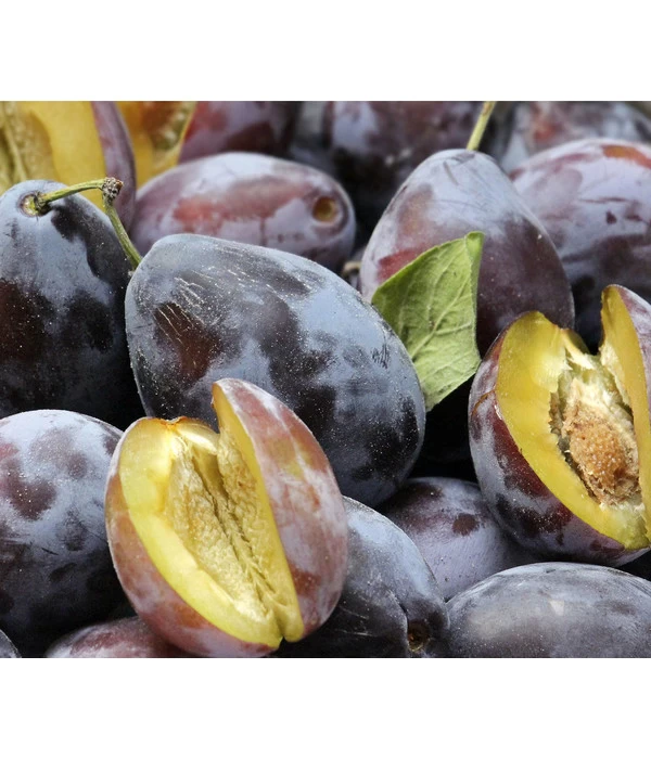 Bio Zwetschge 'Hauszwetschge' 3 Bio Zwetschge 'Hauszwetschge'