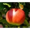 Bio Winterapfel 'Cox Orange Pippin' -Outdoor Living Verkauf 7613102 WE DE 002 BioWinterapfelCoxOrangePippin