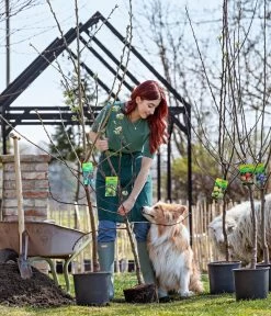 Bio Winterapfel 'Cox Orange Pippin' -Outdoor Living Verkauf 7613102 WE MO 001 ObstbaeumeApfelBirne