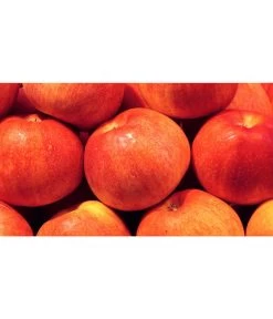 Dehner Zwergapfel 'Croquella' 6 Dehner Zwergapfel 'Croquella' -Outdoor Living Verkauf 7621865 WE MO 001 ZergapfelCroquellaPixabay