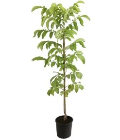 Veredelte Walnuss 'Mars' 5 Veredelte Walnuss 'Mars' -Outdoor Living Verkauf 7622020 PR FS 001 JuglansWalnussMarsHADehnerExpressHerzig