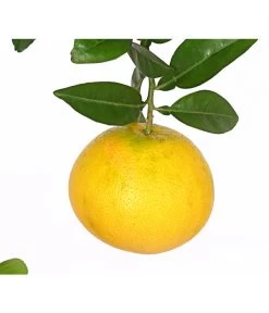 Gelbe Grapefruit -Outdoor Living Verkauf 7622624 WE DE 001 CitrusParadisiiT20DehnerExpressHerzig