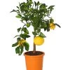 Gelbe Grapefruit -Outdoor Living Verkauf 7622624 WE FS 001 CitrusParadisiiT20DehnerExpressHerzig