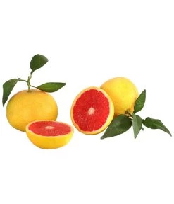 Rosafarbene Grapefruit -Outdoor Living Verkauf 7622673 WE DE 001 GrapefruitRosa Citrusparadisii