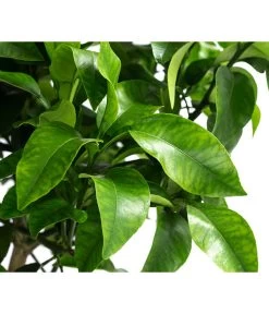 Rosafarbene Grapefruit -Outdoor Living Verkauf 7622673 WE DE 002 CitrusParadisiiRosaGrapefruitT20