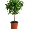 Rosafarbene Grapefruit -Outdoor Living Verkauf 7622673 WE FS 002 CitrusParadisiiRosaGrapefruitT20