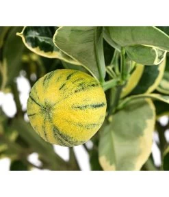 Weißbunte Orange 'Variegata' -Outdoor Living Verkauf 7623093 WE DE 001 CitrusWeissbunteOrangeVariegataT20