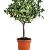 Weißbunte Orange 'Variegata' -Outdoor Living Verkauf 7623093 WE FS 001 CitrusWeissbunteOrangeVariegataT20