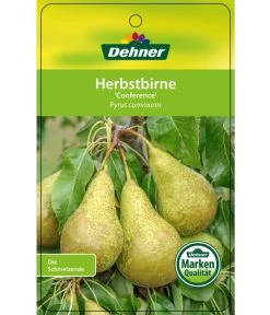 Herbstbirne 'Conference' -Outdoor Living Verkauf 7625908 HerbstbirneConference Etikett 1