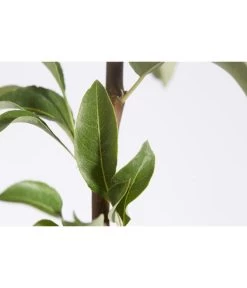 Herbstbirne 'Conference' -Outdoor Living Verkauf 7625908 PR DE 001 BirneConferencePyrusBusch95LiterDehnerExpressZS