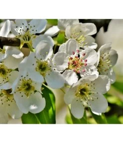 Herbstbirne 'Conference' -Outdoor Living Verkauf 7625908 PR DE 003 PyrusBirneConferenceBluetePixabay