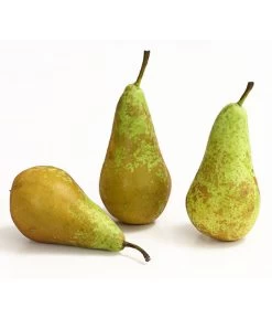 Herbstbirne 'Conference' -Outdoor Living Verkauf 7625908 WE DE 005 BirneConferenceDehnerExpressHerzig