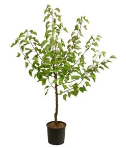 Aprikose 'Compacta' -Outdoor Living Verkauf 7626021 WE FS 001 PrunusAprikoseCompacta