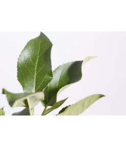 Herbstapfel 'Elstar' -Outdoor Living Verkauf 7639164 PR DE 001 ApfelElstarMalusBusch95LiterDehnerExpressZS