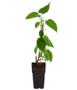 Süße Granadilla -Outdoor Living Verkauf 7641319 WE FS 001 SuesseGrenadilleExoten