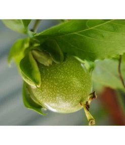 Süße Granadilla -Outdoor Living Verkauf 7641319 WE MO 001 SuesseGrenadilleExoten