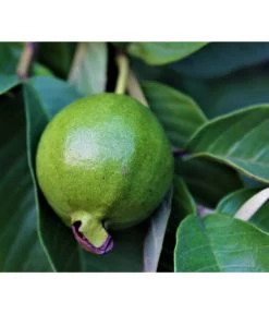 Guave -Outdoor Living Verkauf 7641335 WE DE 001 PsidiumGuave