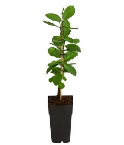 Guave -Outdoor Living Verkauf 7641335 WE FS 003 GuaveExoten