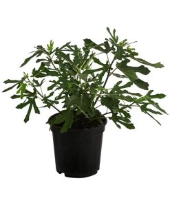 Feige 'Little Miss Figgy®' -Outdoor Living Verkauf 7642986 WE FS 001 FicusFeigeLittleMissFiggyDehnerObstkonzept