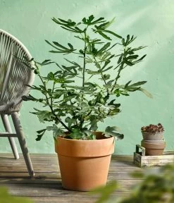 Feige 'Little Miss Figgy®' -Outdoor Living Verkauf 7642986 WE MO 001 FicusFeigeLittleMissFiggyDehnerObstkonzept