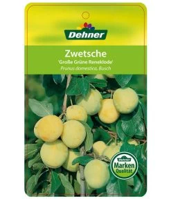 Dehner Reneklode 'Große Grüne Reneklode' -Outdoor Living Verkauf 7657802 ReneklodeGrosseGrueneReneklode Etikett 1