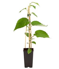 Dehner Kiwi 'Hayward', Weiblich 6 Dehner Kiwi 'Hayward', Weiblich -Outdoor Living Verkauf 7664394 PR FS 002 KiwiHaywardActinida2LiterDehnerExpressHerzig