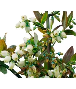 Heidelbeere 'Goldtraube' -Outdoor Living Verkauf 7665318 PR DE 002 HeidelbeereGoldtraubeHeidelbeereGoldtraubeBusch