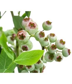 Heidelbeere 'Goldtraube' -Outdoor Living Verkauf 7665318 WE DE 003 VacciniumHeidelbeereGoldtraube3L