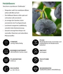 Heidelbeere 'Goldtraube' -Outdoor Living Verkauf 7665318 WE IG 001 HeidelbeereVacciniumcorymbosumGoldtraube