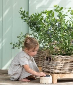 Heidelbeere 'Goldtraube' -Outdoor Living Verkauf 7665318 WE MO 001 HeidelbeereGoldtraube