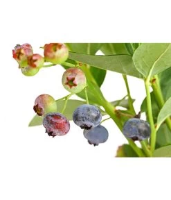 Dehner Gourmet Garten Heidelbeere 'Spartan' -Outdoor Living Verkauf 7665508 PR DE 002 GourmetGartenHeidelbeereSpartan3LiterDehnerExpressHerzig